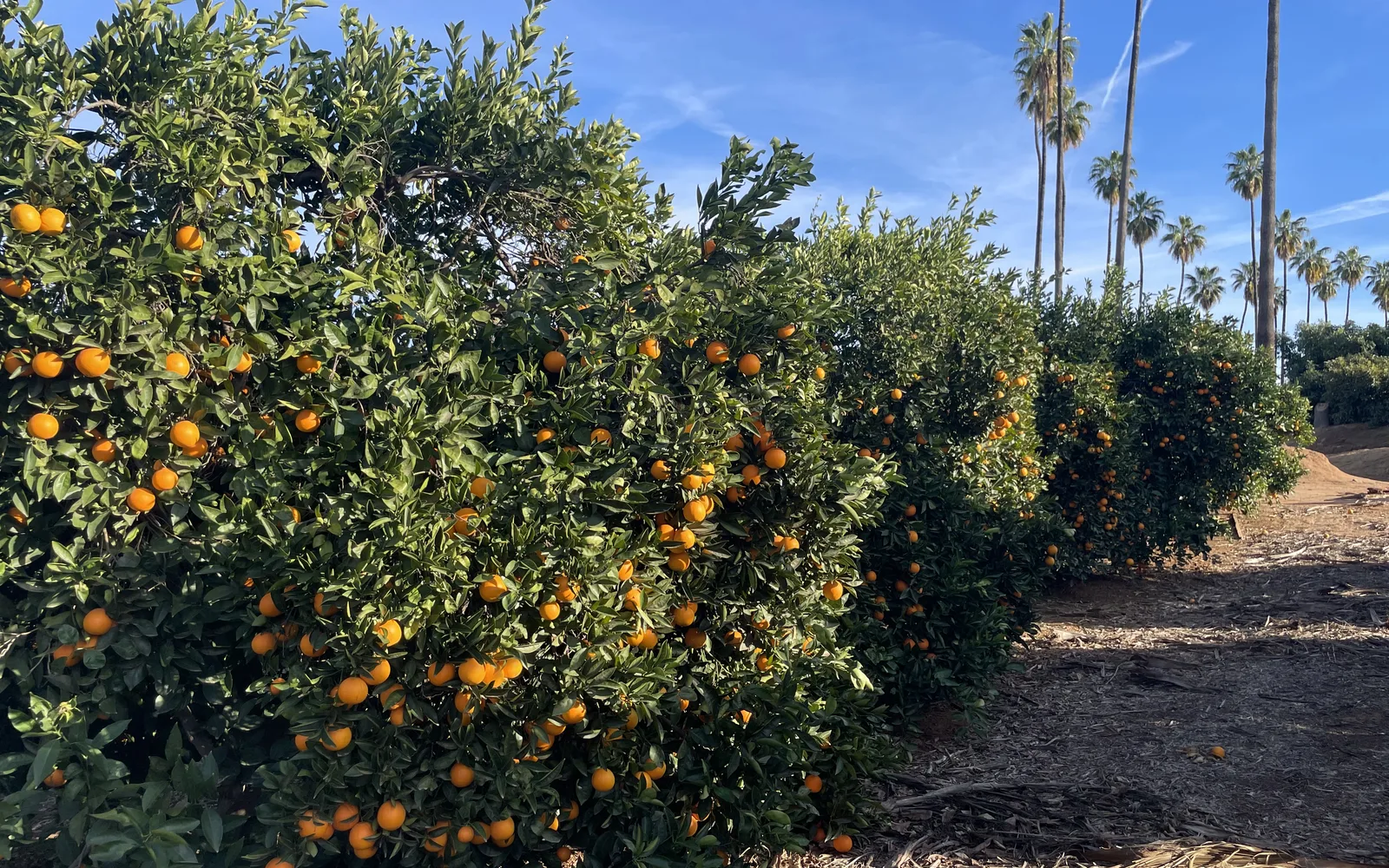 Orange groves at California Citrus State Historic Park, showing mature citrus trees in rows